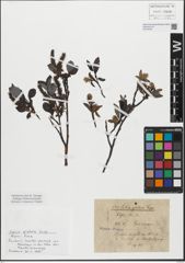 Foto von Salix glabra Scop.
